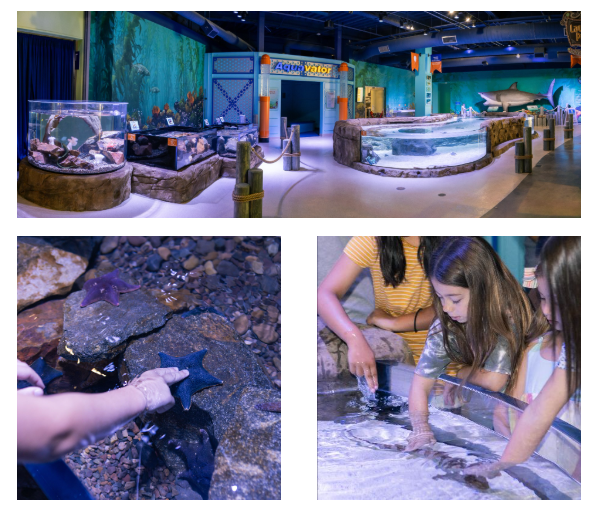 A collage of the sea lab exhibit at Discovery Cube Orange County.